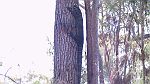 22-Goanna takes a climb up the tree when Laurie drives past in Ben Boyd National Park
